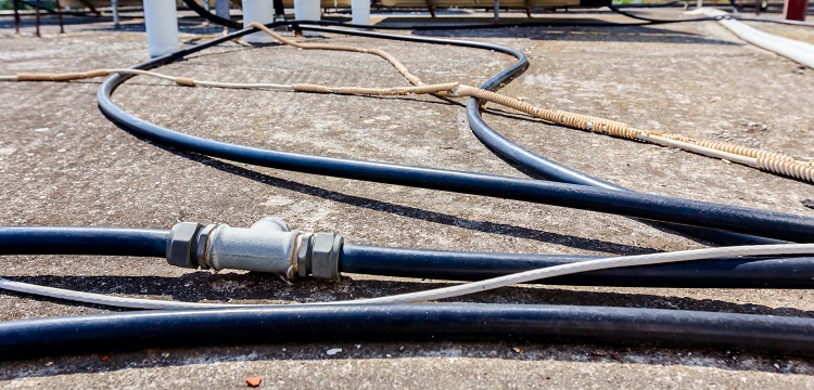 STAT1基因敲除免疫缺陷小鼠模型檢測(cè)